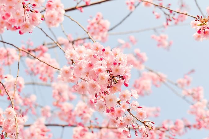 Voyage culturel au Japon : à la découverte des fleurs de cerisiers de Sakura