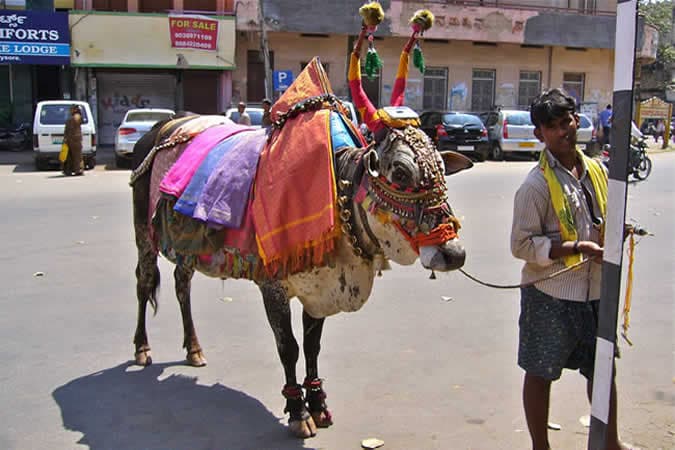 La tradition des vaches sacrées